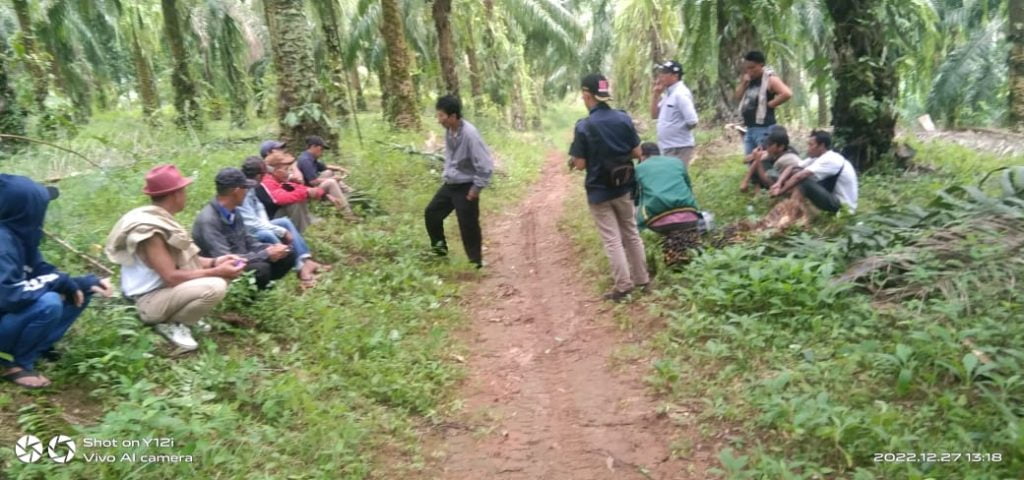 Serobot Lahan dan Curi Sawit Milik PT KCMU, 15 Anggota LSM LPK Dipolisikan