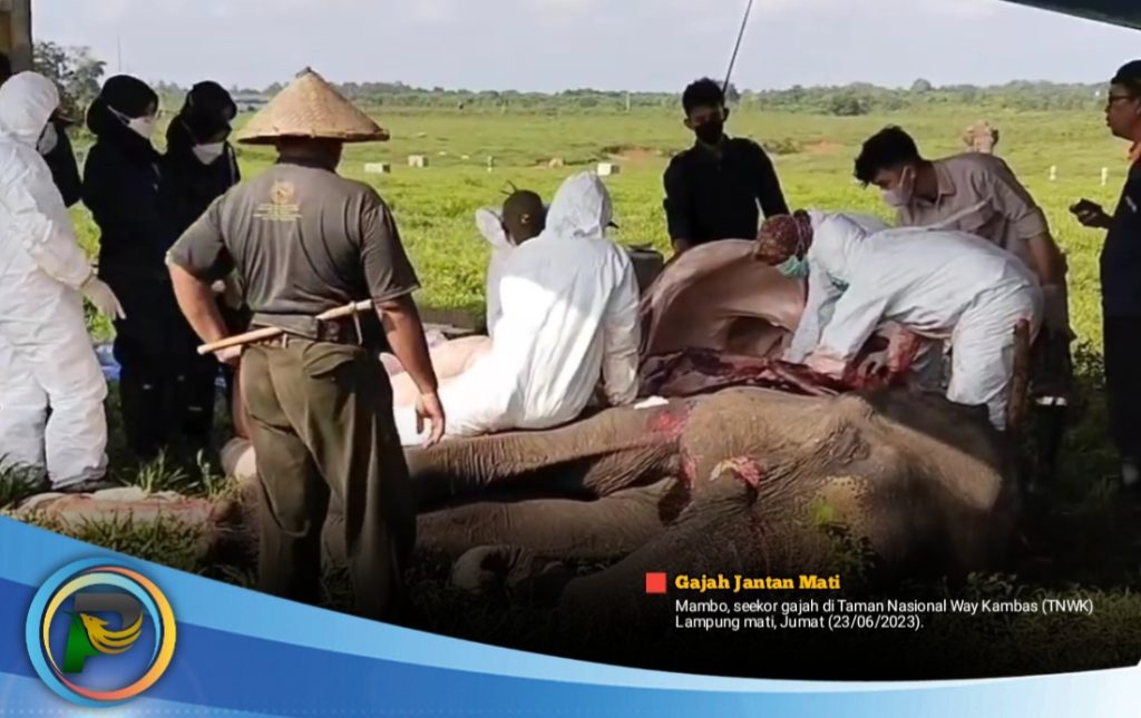 Gajah Mambo di TNWK Mati di Usia 45 Tahun