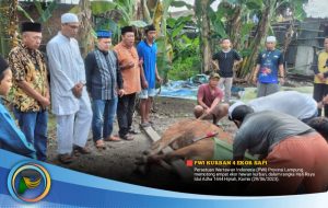 PWI Lampung Kurban 4 Ekor Sapi