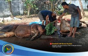 Sembelih 100 Hewan Kurban, PTPN VII Menjalin Harmoni Lingkungan Kerja