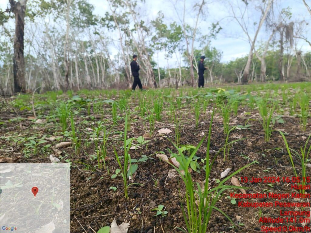 Konflik Lahan PTPN Way Berulu Harus Dihentikan!