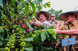 Arinal Panen Kopi di Sekincau