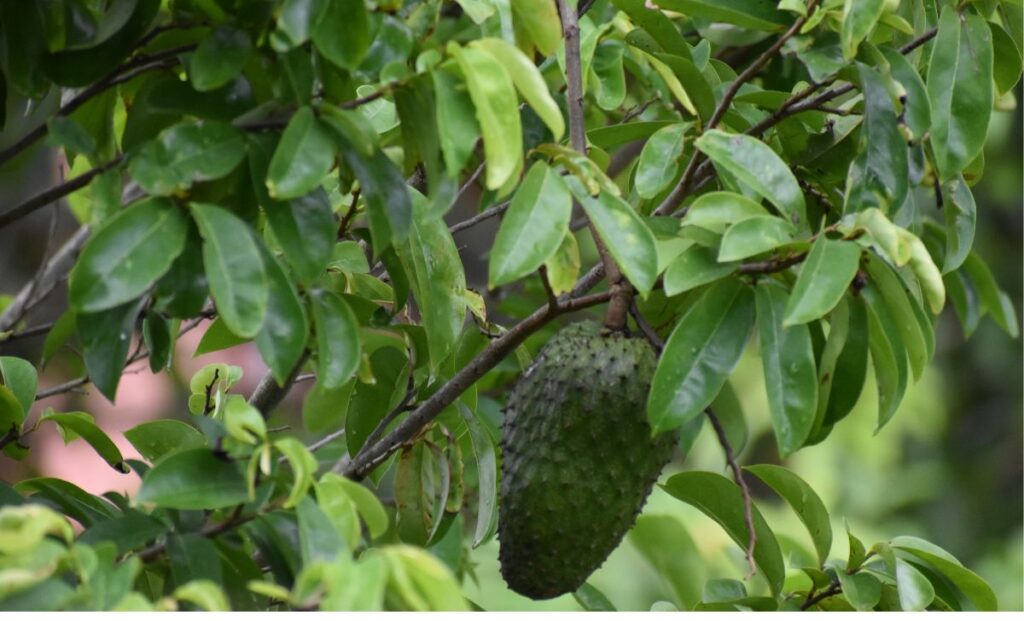 Kandungan Nutrisi Daun Sirsak untuk Kesehatan Tubuh