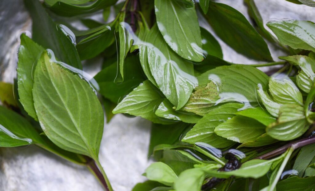 7 Manfaat Daun Kemangi untuk Kesehatan yang Perlu Anda Ketahui