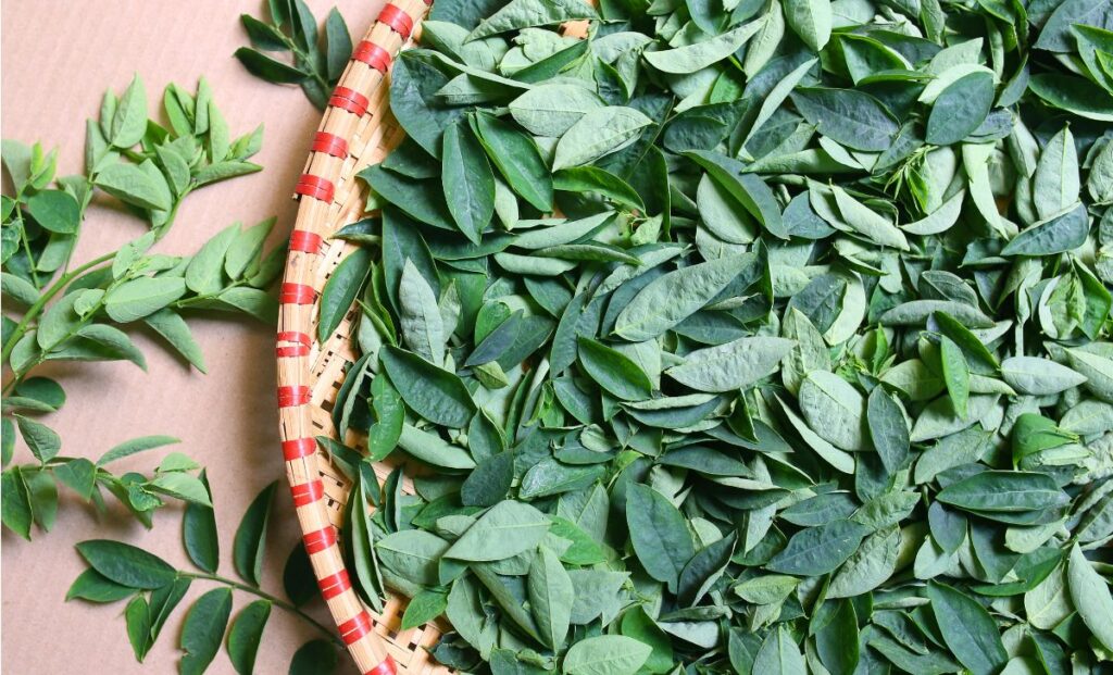 Manfaat Daun Katuk: Rahasia Kesehatan yang Perlu Anda Ketahui