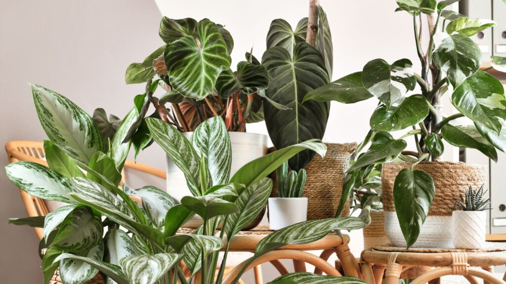 Rekomendasi Tanaman Asri untuk Halaman Rumah