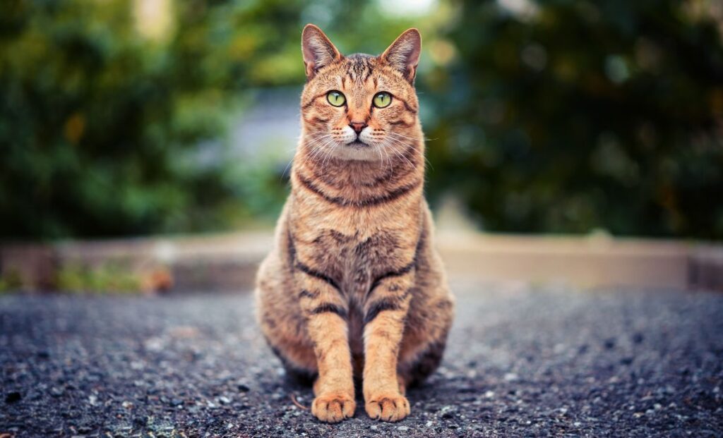 Bau yang Tidak Disukai Kucing: Waspada, Ini Daftarnya!
