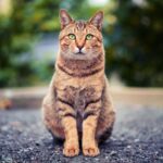 Bau yang Tidak Disukai Kucing