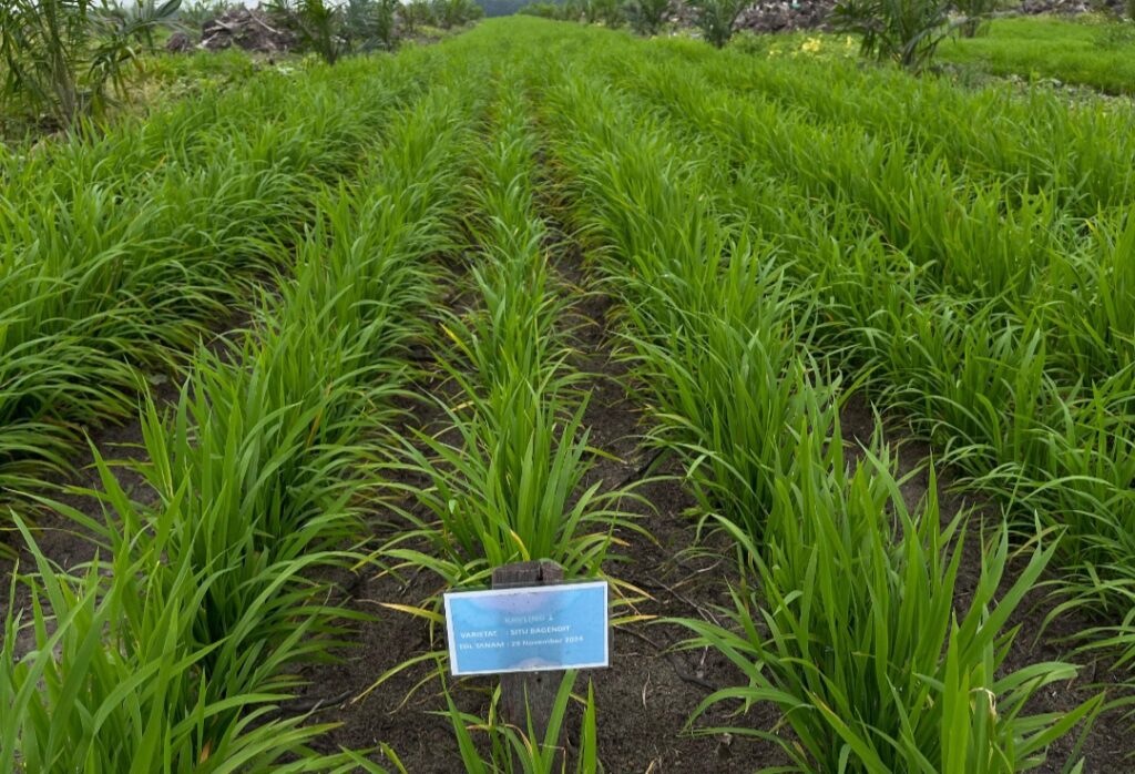 100 Hari Prabowo-Gibran: Program TAMPAN Tingkatkan Pendapatan Petani