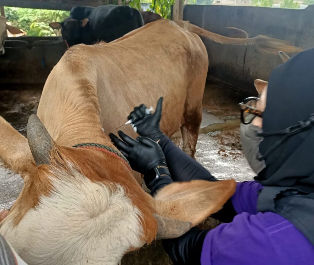 Cegah Penyebaran PMK, Dinas Pertanian Bandarlampung Gelar Vaksinasi
