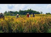 Aktivis Tuding Bulog ‘Main Mata’ Dengan Tengkulak