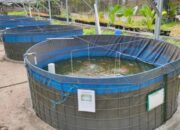 Budidaya Ikan Nila di Kolam Terpal, Ini Tips dan Triknya!