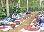 PTPN I Komitmen Bangun Ijen Lewat Sinergi Masyarakat