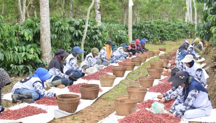 PTPN I Komitmen Bangun Ijen Lewat Sinergi Masyarakat