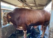 Lampung Terima Bantuan 16 Ekor Sapi Kurban dari Presiden