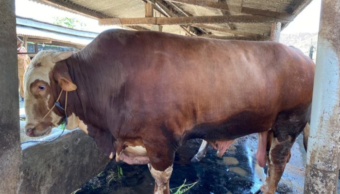 Lampung Terima Bantuan 16 Ekor Sapi Kurban dari Presiden