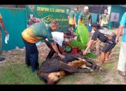Pemotongan Hewan Qurban, Denpom II/3 Lampung Bagikan Ratusan Paket Daging ke Warga
