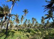 Dukung KPN, PTPN I Tambah 50 Ribu Hektar Kebun Kelapa