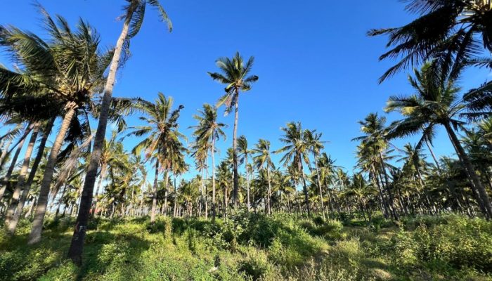 Dukung KPN, PTPN I Tambah 50 Ribu Hektar Kebun Kelapa