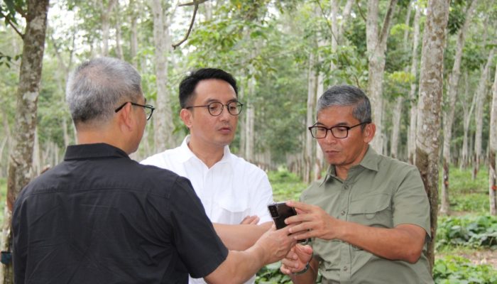 Trend Positif Harga Karet Dunia, PTPN I Siapkan Strategi Raih Laba Optimal