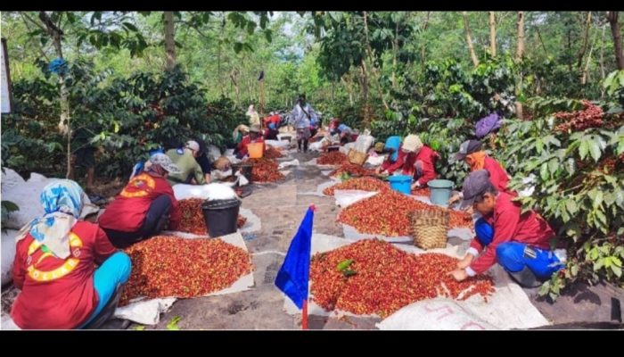Kopi Arabika Nusantara Kian Mendunia