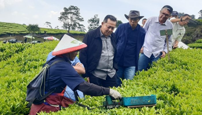 Teh, Teknologi, dan Transformasi: Langkah PTPN Menuju Perkebunan Cerdas