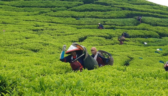 Menanam Harapan, Menuai Kemandirian: Jalan Panjang Hilirisasi PTPN I Regional 2