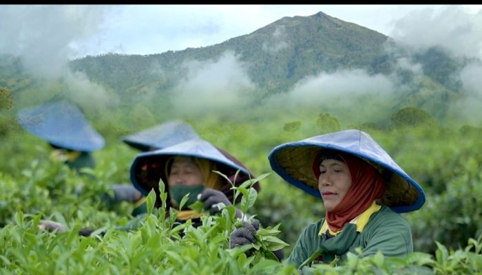 Teh Rolas Wonosari: Dari Lereng Arjuno ke Cawan Dunia