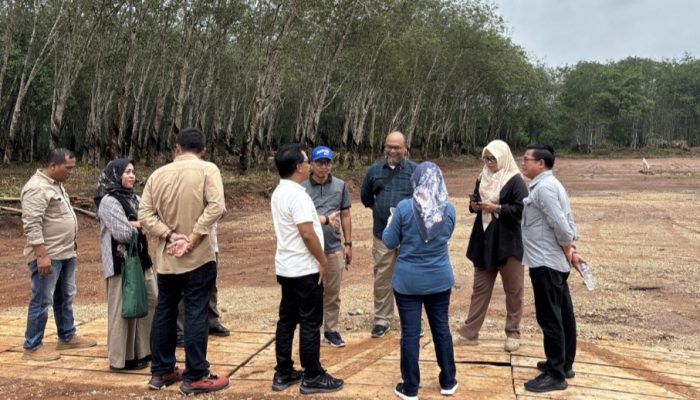 Groundbreaking Program Presiden, Direktur Pakan Cek Kesiapan Kebun Kedaton