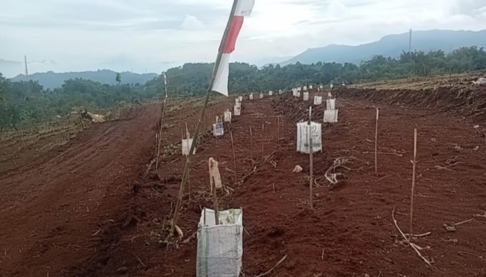 PTPN I Gaspol Bangun 27 Ribu Hektare Kebun di Jabar