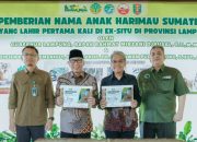Gubernur Kenalkan Puspa-Muli, Harapan Baru Harimau Sumatera