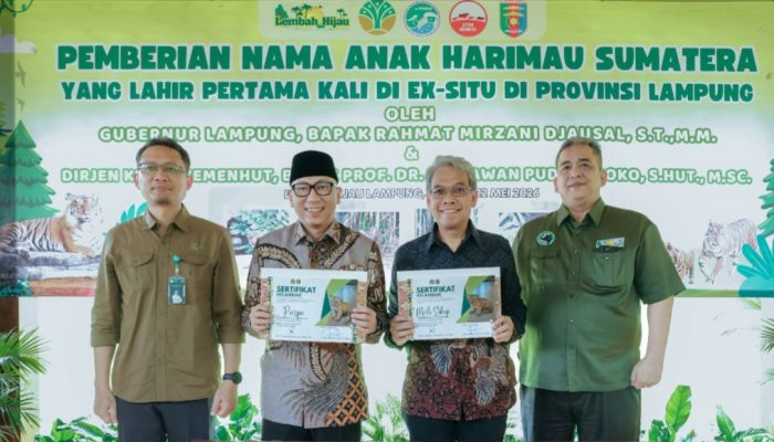 Gubernur Kenalkan Puspa-Muli, Harapan Baru Harimau Sumatera