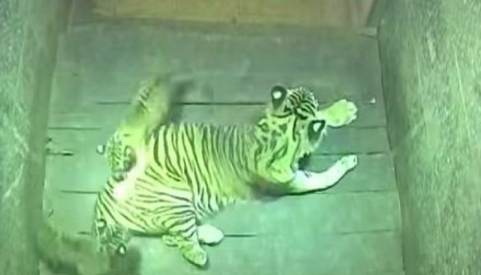 Dari Jerat ke Kehidupan: Dua Bayi Harimau Lahir di Lembah Hijau
