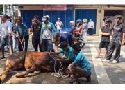PB IKA PMII Terima Sapi Qurban dari Presiden