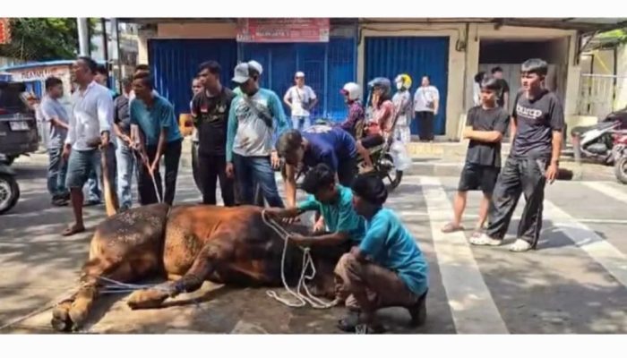 PB IKA PMII Terima Sapi Qurban dari Presiden