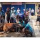 PB IKA PMII Terima Sapi Qurban dari Presiden